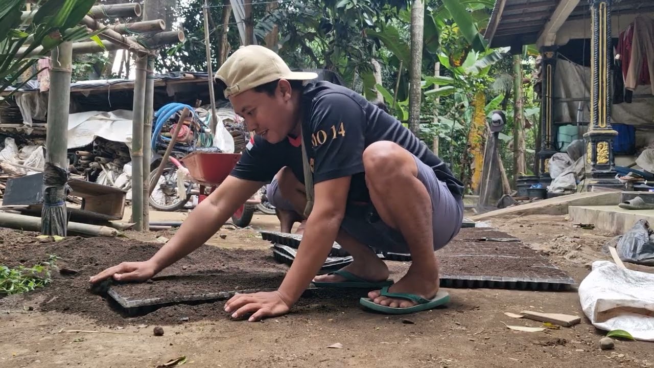 Farmers prepare planting media in tray pots -Agriculture farming 