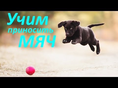 298. Хороший способ научить приносить игрушку. Почему собака не приносит мячик?