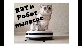 Кошка и Робот пылесос с Алиэкспресс