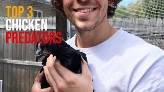 Top 3 Predators That LOVE Chickens