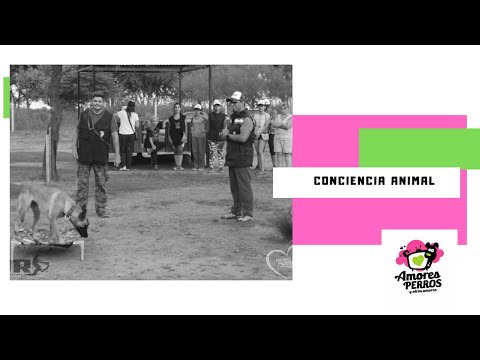 Adiestramiento amable en los perros.
