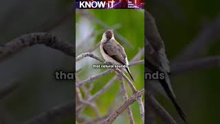 Is It True That Bird Sounds Can Rewire the Brain?