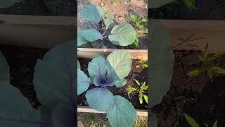 Red Cabbage growing