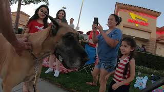 Cash 2.0 Great Dane in Porter Ranch on the 4th of July (1 of 2)
