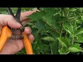 Pruning a FLORICANE Blackberry Is Different Than a PRIMOCANE - Know The Difference
