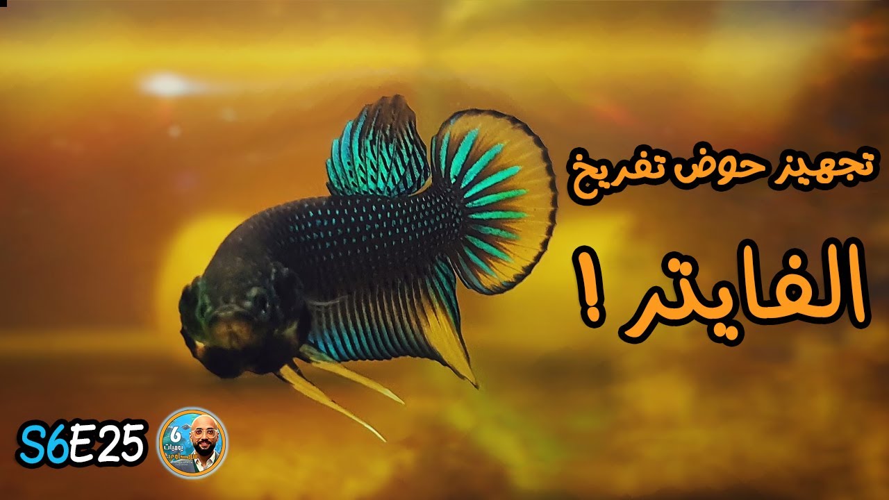 S6E25 - تجهيز حوض تفريخ الفايتر