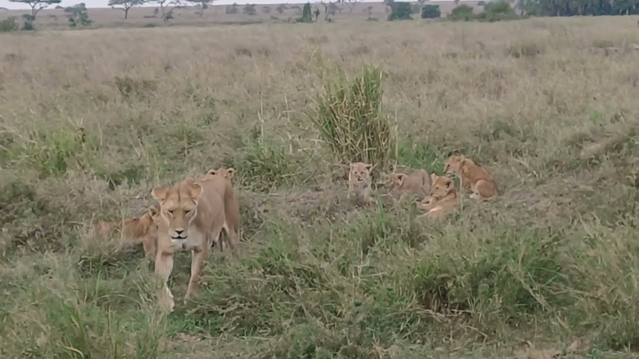 lioness & her cubs bonding
