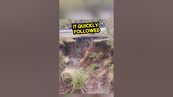 Wildebeest fall off the cliff...😢❤️ #shorts