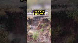 Wildebeest Fall Off The Cliff...