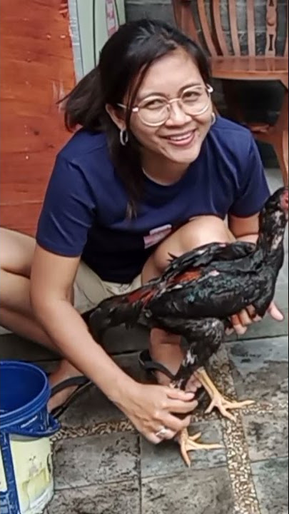 Memandikan Ayam
