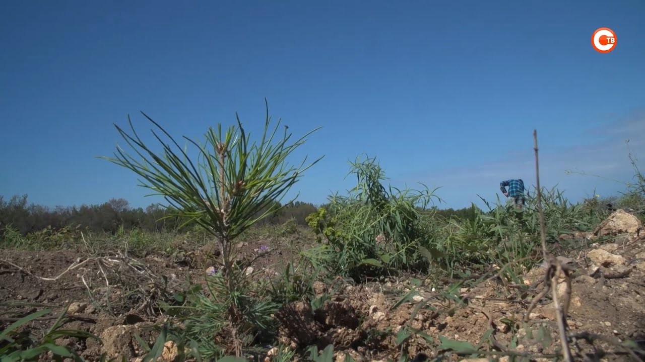 В Севастополе проходят компенсационные высадки растений - YouTube