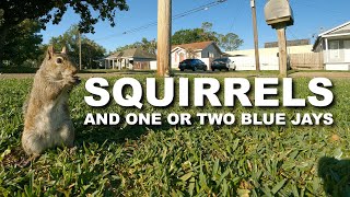 Squirrels, and One or Two Blue Jays