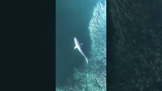 Spinner Shark Hunts Menhaden- Drone Art, New York @hamptonsdroneart