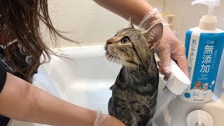 猫がシャワー中に甘えたくなるとこうなりますｗ