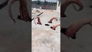 Wolf In Village Part 1218