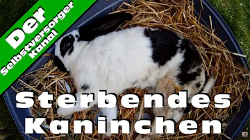 Warum stirbt ein Kaninchen plötzlich?