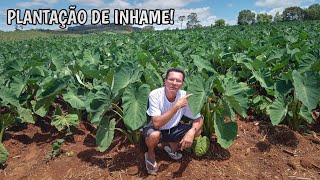 Plantação de Inhame - Plantio de Inhame (Plantação de Inhames)