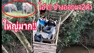 นาทีระทึก‼️พารจนานอนห้างข้างลำห้วย 😲เจอช้างพ่อใหญ่2ตัวใหญ่มาก😲🐘26/08/66