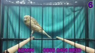 BAHAN SFL, GIBOSSO, F1YS, F1RASMI   !!!   MONGGO DI GAS BOS Q