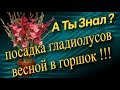 Посадка гладиолусов весной в горшок. Оригинальная посадка гладиолусов