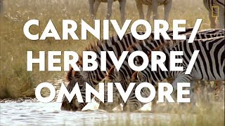 Definitions in the Field: Carnivore\/Herbivore\/Omnivore