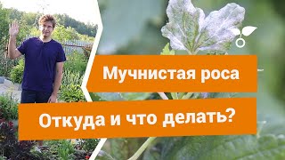 Что такое мучнистая роса, как с ней бороться и как предупредить?