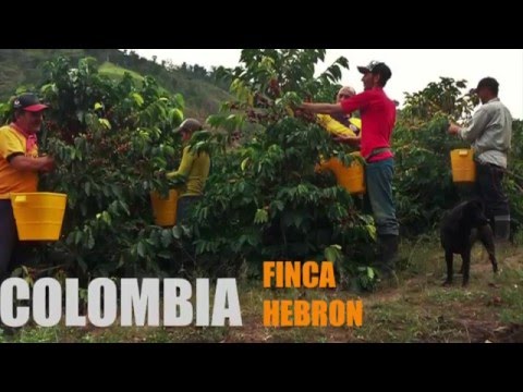 Video: Visita il triangolo del caffè della Colombia
