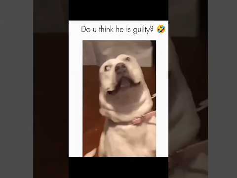 Dogs being guilty part 97 #funnydog #funnypet #cutedog #dog #pets