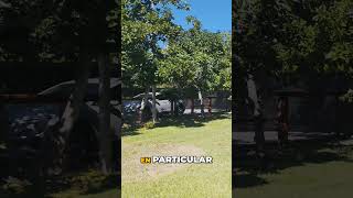 ¡Papayas Dulces y Jugosas Directo de la Huerta!
