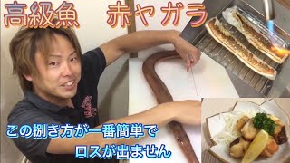 赤ヤガラ この捌き方が1番簡単でロスがでない フグのような身質 焼き霜と唐揚げにしてみた 神経締め 血抜き 釣って魚捌き動画 18 Youtube