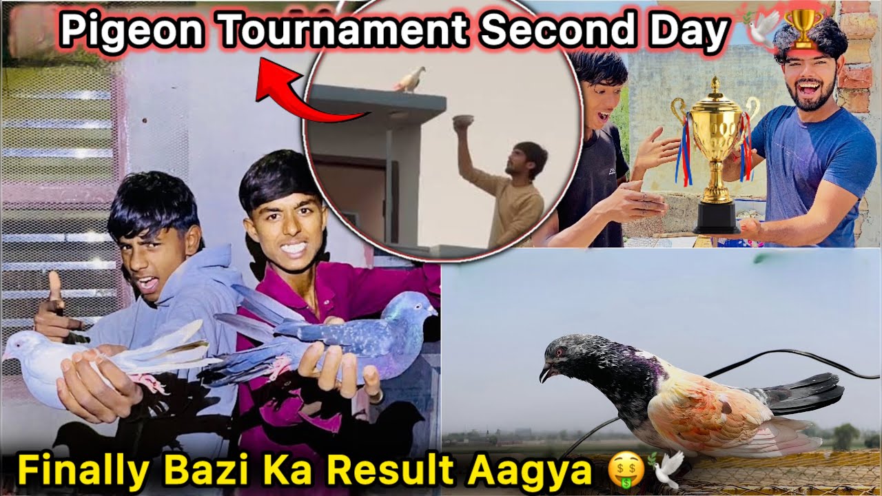 Finally Bazi Jeet Gaye 🥳 || Pigeon Competition Second Day 🕊️🤑 || Kon Winner hua 🏆