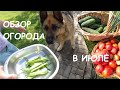 Обзор огорода в июле. Мой любимый огород. Review of the garden in July.