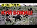 УЗБда кредитга КУЙ беришади КУЙ БОКИШ БИЗНЕСИ