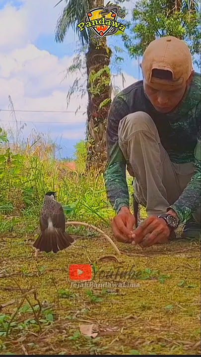 ☆Pikat Kutilang Cengkam Super Fighter☆Menekan Lawan☆#Shortsvidio🙄👍🌴