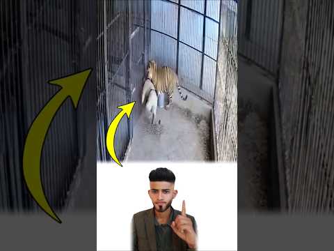 دخل ليطعم النمر فهاجمه بشراسة لكن لطف الله سبقه فنجا من بين أنيابه  