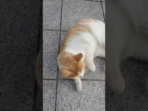 쉬어가요(길고양이스웩)#길고양이
