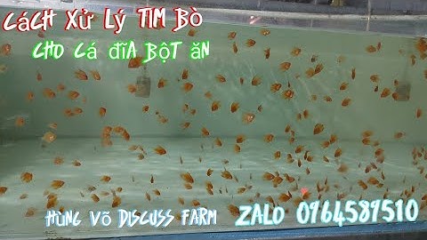 thức ăn cho cá đĩa bột. phần 1_cách chế biến tim bò làm thức ăn cho cá đĩa bột.