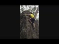 Aug 2013 Lindfield #9 V1 - Lindfield Rocks
