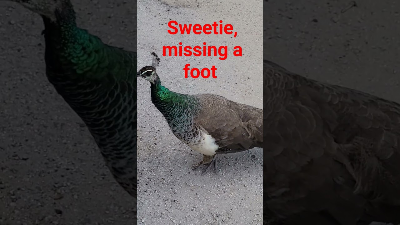 Sweetie girl, she's missing a foot.  sweet soul. peacock corner.  they roam free 