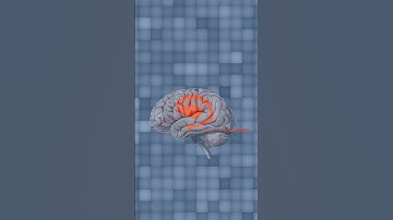 Timekeeping Neurons? How Our Brain Tells Time  #neuroscience #brain #science