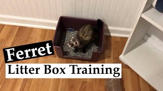 Litter Box Training You Ferret