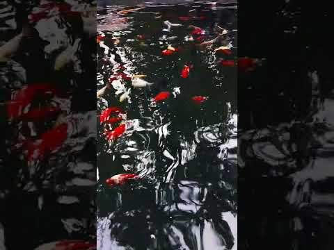 Cyprinus carpio (koi) fancy carp (карп)