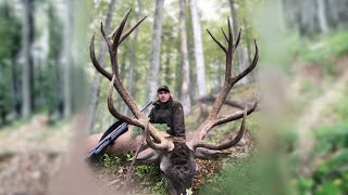 Red stag hunting in Romania - Hirschjagd in den Karpaten - Kronhjort jagt i Rumænien