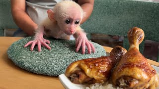 Bon Bon baby monkey having breakfast with dad