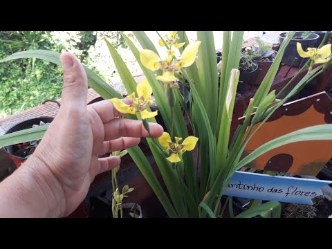 Vídeo: Cuidados com plantas de íris argelina – Plantando bulbos de íris argelina no jardim