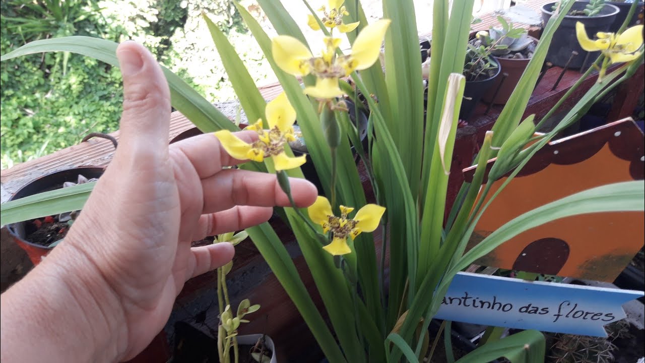Neomarica longifolia Iris amarela - thptnganamst.edu.vn