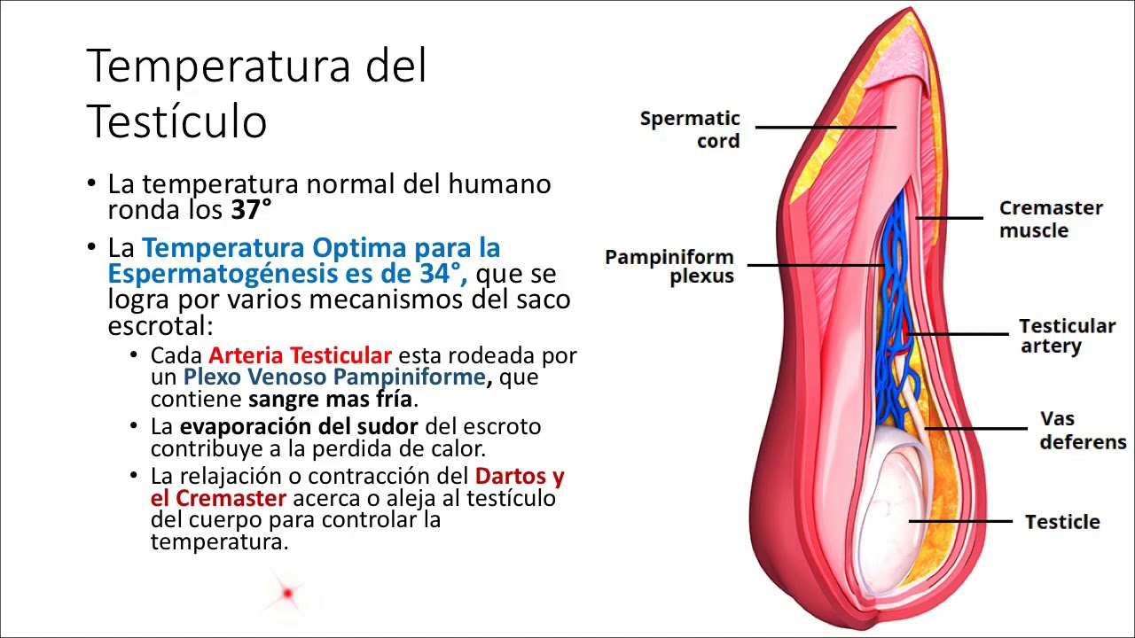 prepúcio