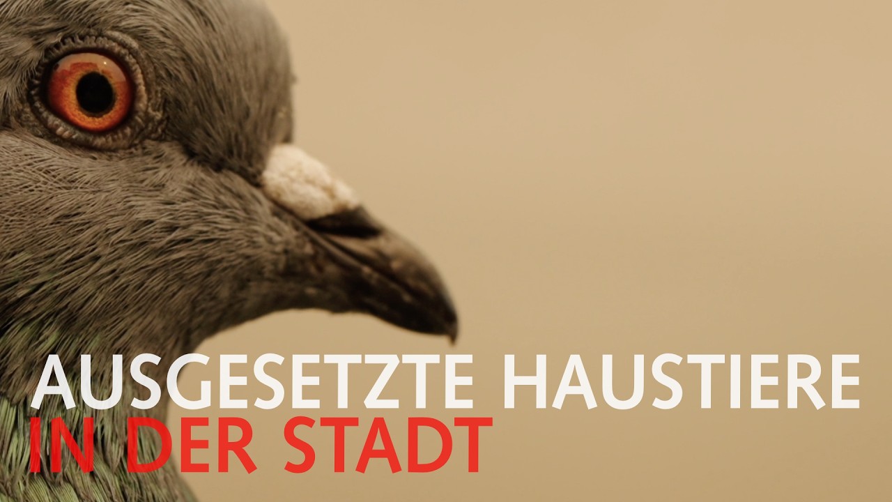 Umgang mit freigelassenen Haustieren in der Stadt am Beispiel von Tauben
