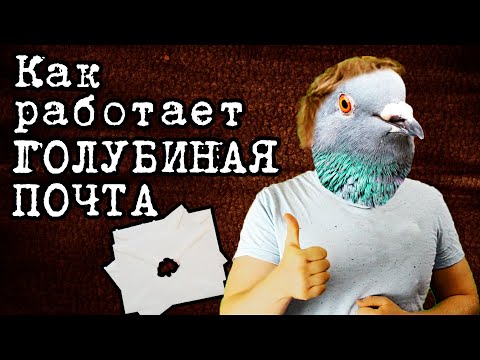 Голубиная ПОЧТА, принцип работы | Мистер Дример