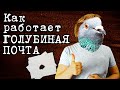 Голубиная ПОЧТА, принцип работы | Мистер Дример